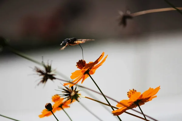 Zawisakowatych, znany jako bee Fruczak, ciesząc się nektaru kwiatu pomarańczy. Ćma Koliber. Calibri ćma — Zdjęcie stockowe