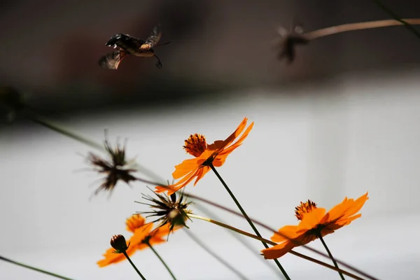Сфингиды, известные как пчелиный ястреб, наслаждаются нектаром оранжевого цветка. Мотылек колибри. Калибрийская моль — стоковое фото