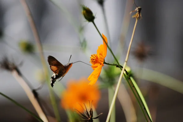 Sphingidae, známý jako včelí Hawk-moth, těší nektar pomerančového květu. Kolibřík můra. Calibri můra — Stock fotografie