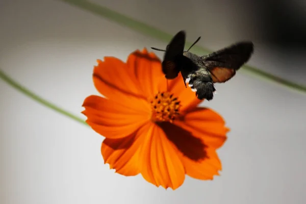 Sphingidae, known as bee Hawk-moth, enjoying the nectar of a orange flower. Hummingbird moth. Calibri moth — Stock Photo, Image