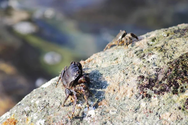 Mar Negro. Dos pequeños Cangrejo Piedra Cangrejo Erifia verrucosa se sienta en una roca y se alimenta de restos orgánicos de la superficie . — Foto de Stock