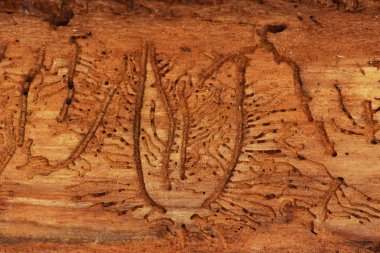 Ladin ağaç kabuğu altında böcekler izleri.