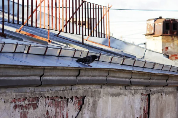 Dächer Alter Ziegelhäuser Die Mit Verzinktem Blech Abgedeckt Sind Sankt — Stockfoto