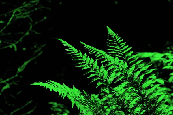 Φύλλα Φτέρης Polypodiophyta Μέσα Ένα Δάσος Πουρνάρι Πυξάρι Περιφέρεια Κρασνοντάρ — Φωτογραφία Αρχείου