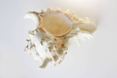 Beyaz bir arka plan üzerinde güzellik deniz kabuğundan