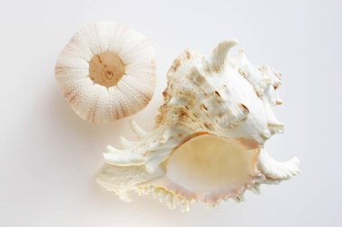 Echinoidea deniz kestanesi kabuğu ve büyük deniz hayvanı kabuğu.