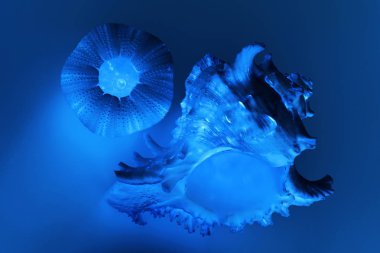 kabuk parçası Echinoidea, deniz kestanesi bilgisayar işleme.