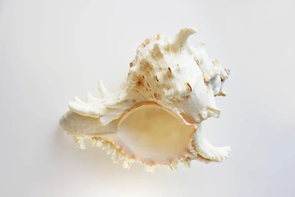 Красота Морской Скорлупы Белом Фоне — стоковое фото