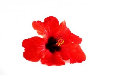 Beyaz zemin üzerine kırmızı çiçek hibiscus aile Ebegümecigiller. İzole.