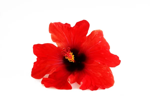 Rode Bloem Hibiscus Familie Malvaceae Een Witte Achtergrond Geïsoleerd — Stockfoto