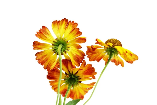 Tři Žluté Sedmikráska Květ Bílém Pozadí — Stock fotografie