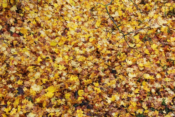 Που Φέρουν Κίτρινο Φύλλα Σπαρμένος Κάτω Από Ένα Δένδρο Φθινόπωρο — Φωτογραφία Αρχείου