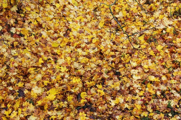 Hojas Amarillas Voladoras Esparcieron Tierra Bajo Árbol Otoño Parque — Foto de Stock