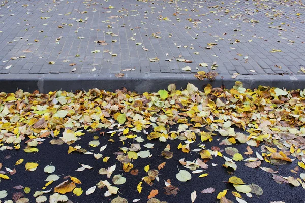 The combination of yellow autumn leaves on the asphalt and paving tiles near the bus parking lot.