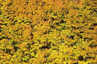 parlak sarı yapraklar, Güneş tarafından aydınlatılmış kaplı sonbahar ıhlamur ağacı