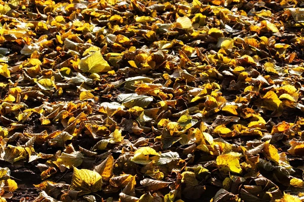 The surface of the earth, covered with yellow linden leaves in the autumn after leaf fall.