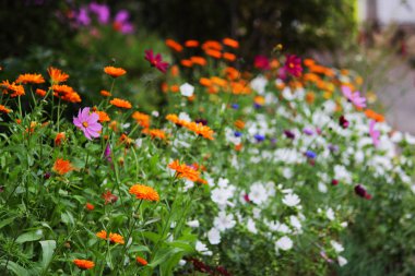 çeşitli house şehrin yakınındaki renkli çiçekler