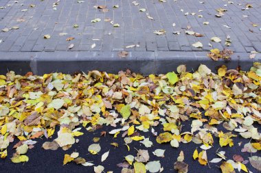 Asfalt ve kaldırım döşeme otobüs park yerinin yakınındaki sarı sonbahar kombinasyonu bırakır.