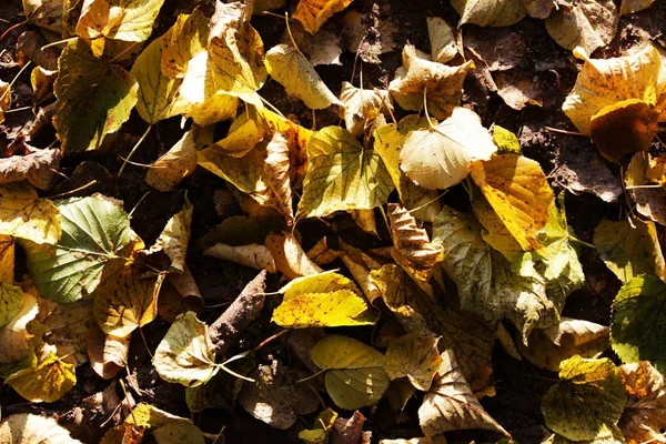 The surface of the earth, covered with yellow linden leaves in the autumn after leaf fall.