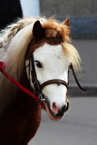 Portret Van Een Rode Pony Met Wit Hoofd Een Straat — Stockfoto