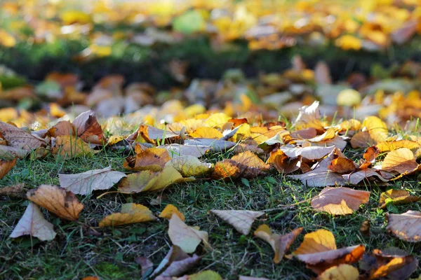 Otoño Hojas Amarillas Verdes Tilo Parque Yacen Suelo — Foto de Stock