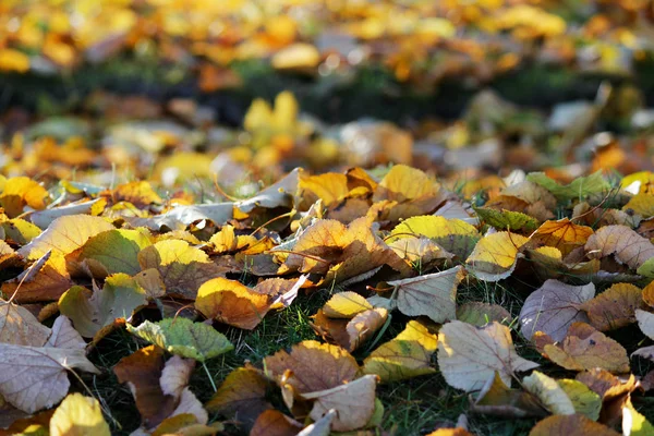 Otoño Hojas Amarillas Verdes Tilo Parque Yacen Suelo —  Fotos de Stock