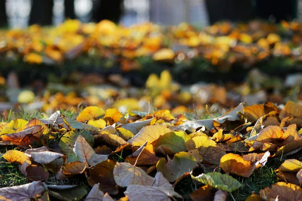 Otoño Hojas Amarillas Verdes Tilo Parque Yacen Suelo — Foto de Stock