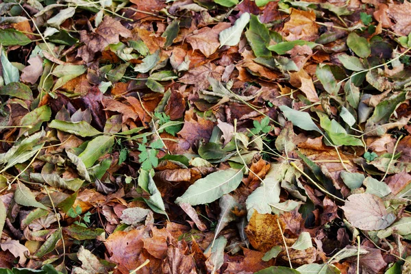 Hojas de otoño amarillo y verde en el parque se encuentran en el suelo . —  Fotos de Stock