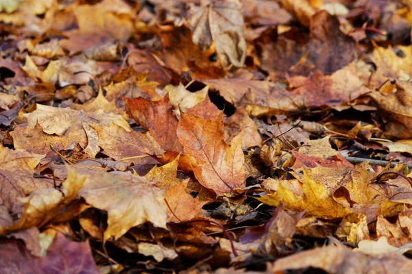 Hojas de arce amarillo otoño en el parque yacen en el suelo . —  Fotos de Stock