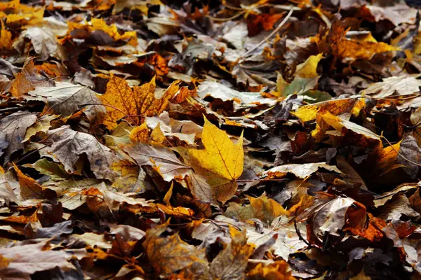 Hojas de arce amarillo otoño en el parque yacen en el suelo . — Foto de Stock