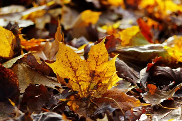 Hojas de arce amarillo otoño en el parque yacen en el suelo . —  Fotos de Stock