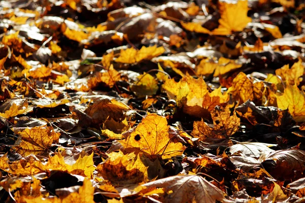 Hojas de arce amarillo otoño en el parque yacen en el suelo . —  Fotos de Stock
