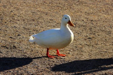 Beyaz ördek drake olarak değişkenlik Anas platyrhynchos Gatchina parkta türler içinde.