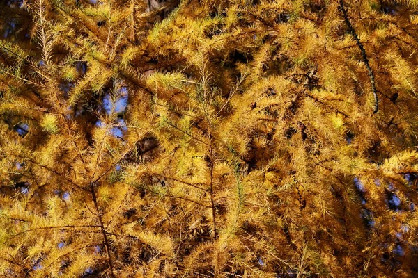 Lärk grenar täckta med gula gyllene nålar i höst i parken. — Stockfoto
