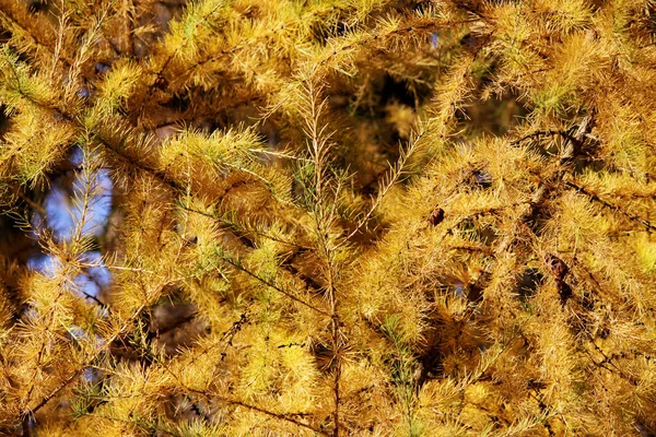 Lärk grenar täckta med gula gyllene nålar i höst i parken. — Stockfoto