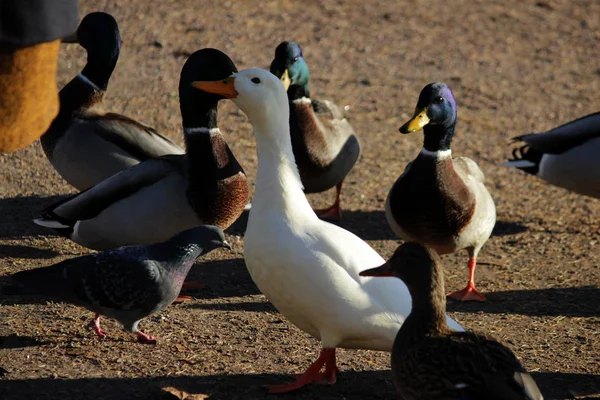 Rasto de pato branco como variabilidade dentro da espécie Anas platyrhynchos no parque Gatchina . — Fotografia de Stock