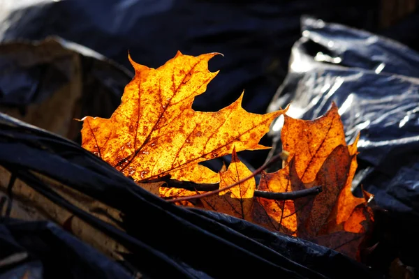 Lavori stagionali per la pulizia del parco dalle foglie cadute, imballaggio in sacchi della spazzatura per ulteriore esportazione — Foto Stock