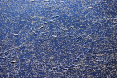 ince buz gölde iğne larch üzerinden altın bir tabaka ile kaplı. erken kış.