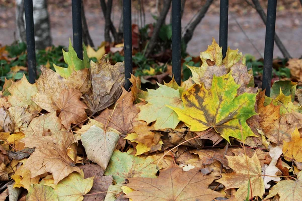 Hojas de arce cerca de la celosía junto al parque en otoño . —  Fotos de Stock