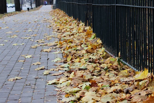 Pavimento con baldosas de acera en una celosía cubierta con hojas de arce en otoño . —  Fotos de Stock