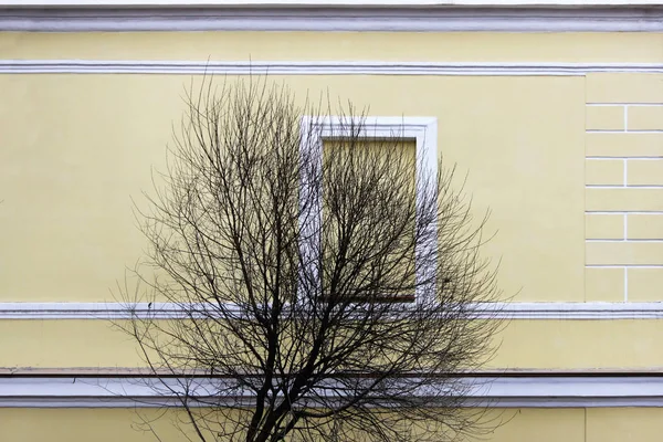 A bare tree against the background of a window and a beige wall of a house. — Stock Photo, Image