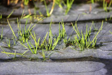 ilk kış buz tabakası ile kaplı bir su birikintisi içinde yeşil çimler uzuyor.