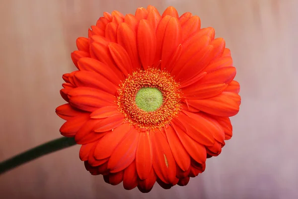 Beauty red gerbera flower on a light brown background. — Stock Photo, Image