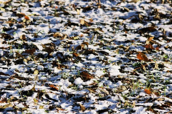 Frischer erster weißer Schnee im Freien auf der Oberfläche des Grases und gelb gefallene Ahornblätter — Stockfoto