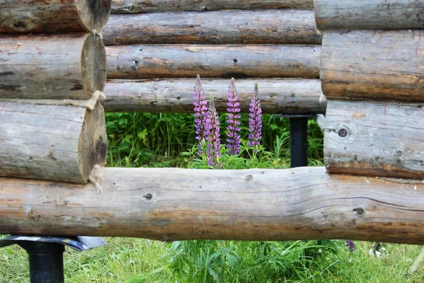 Monteren van een houten frame en bouwen van een huis. Rusland. Textuur van oude houten logboeken, paarse lupine en gaten voor de toekomstige deur. — Stockfoto