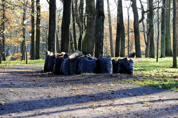 Lavori stagionali per la pulizia del parco dalle foglie cadute, imballaggio in sacchi della spazzatura per ulteriore esportazione — Foto Stock