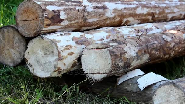 De werknemer doet zagen in een logboek, dat als basis voor de vloer in een houten veld met een kettingzaag dienen zal. — Stockvideo