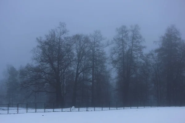 Дерева Відстані Тумані Парку Гатчіна Взимку — стокове фото