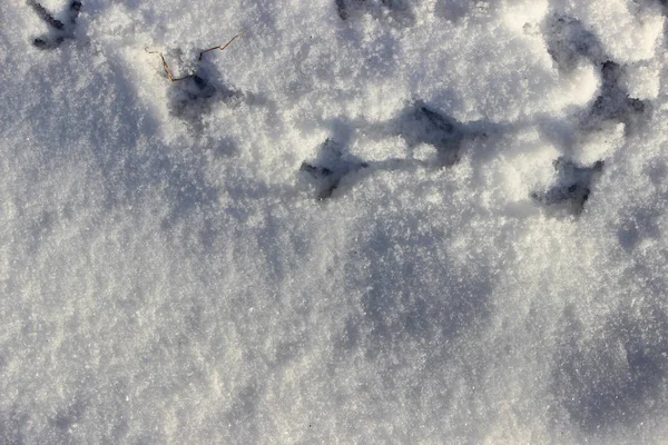 Footprints of a bird doves in the snow in winter