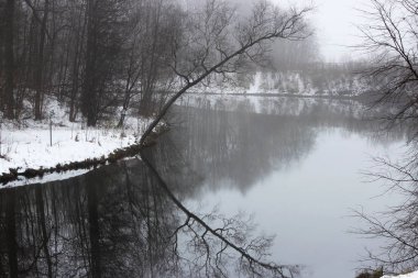 Sabah sisi. Gümüş Göl kıyısında eğilmiş bir ağaç, Gatchina Parkı.